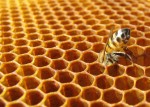 Apicoltura biologica: green economy promettente che salva le api