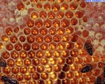“Free the bees” sostiene selezione naturale di api contro acaro varroa